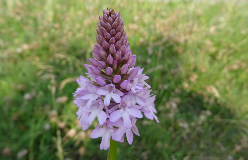 variet di colore in..... Anacamptis pyramidalis